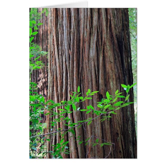 Redwood Tree Card