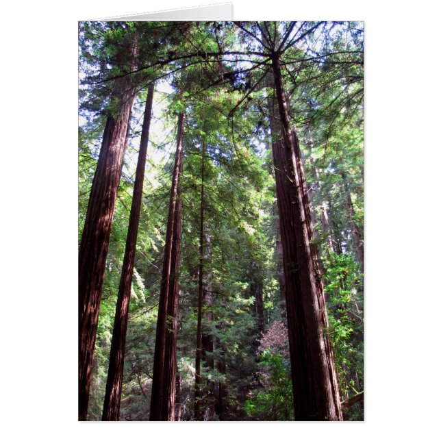 Redwood Trees (Front)