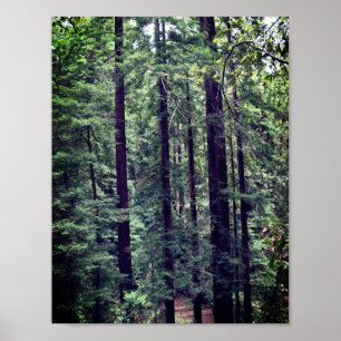 Redwood Trees #2 Poster