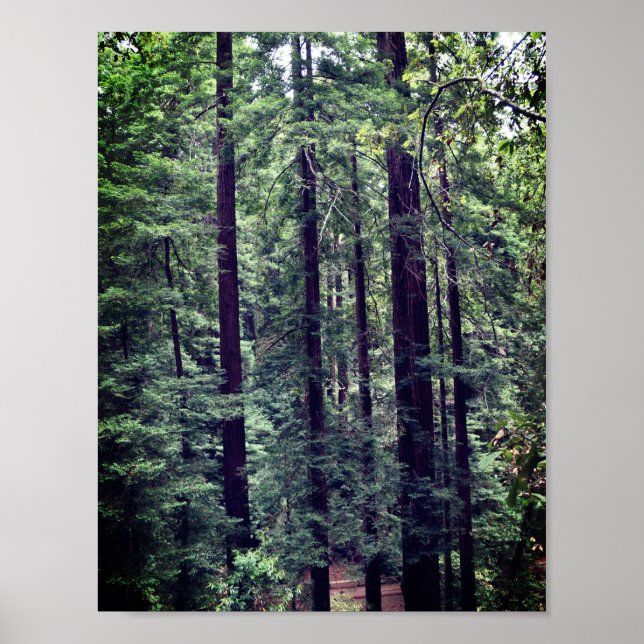 Redwood Trees #2 Poster (Front)