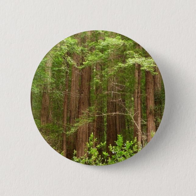 Redwood Trees at Muir Woods National Monument 6 Cm Round Badge (Front)