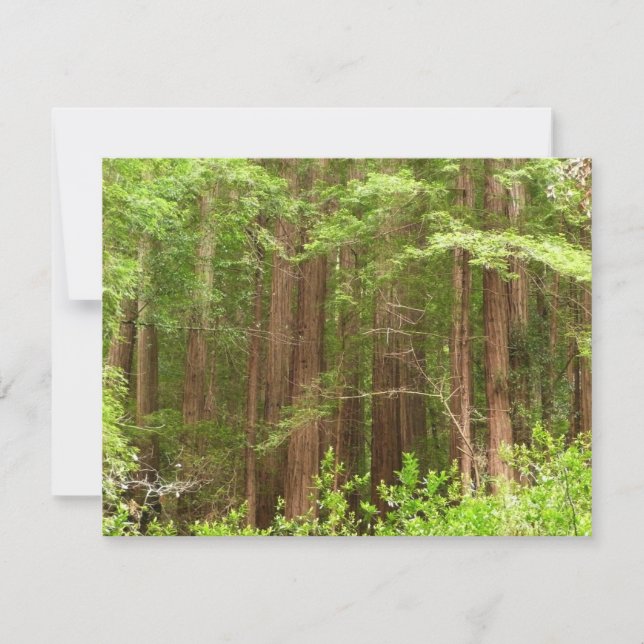 Redwood Trees at Muir Woods National Monument Card (Front)
