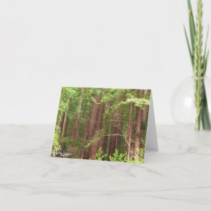 Redwood Trees at Muir Woods National Monument Card