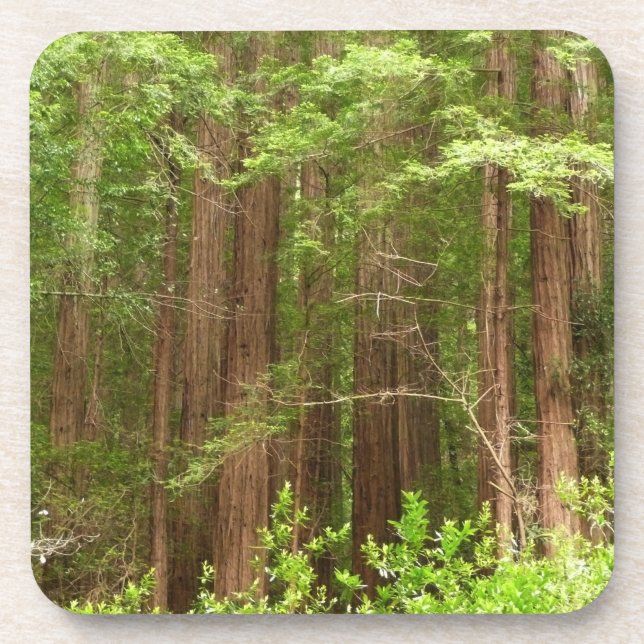 Redwood Trees at Muir Woods National Monument Coaster (Front)
