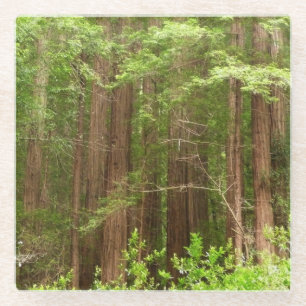 Redwood Trees at Muir Woods National Monument Glass Coaster