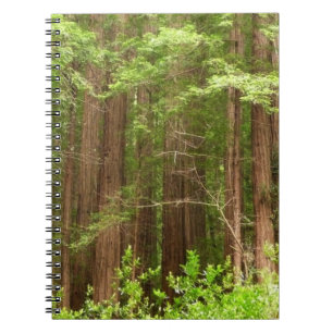 Redwood Trees at Muir Woods National Monument Notebook