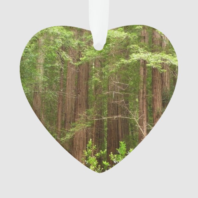 Redwood Trees at Muir Woods National Monument Ornament (Front)