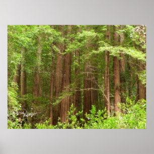 Redwood Trees at Muir Woods National Monument Poster