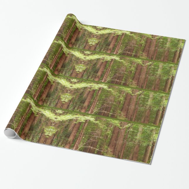 Redwood Trees at Muir Woods National Monument Wrapping Paper (Unrolled)