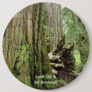 Redwood Trees button Look Up & be Amazed buttons