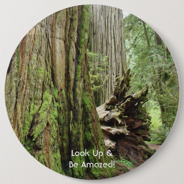 Redwood Trees button Look Up & be Amazed buttons (Front)