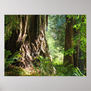 Redwood Trees Forest art prints Big Redwoods