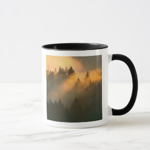 Redwood trees in coastal fog, Marin County, Mug