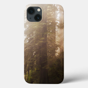 Redwood Trees in Morning Fog with Sunrays iPhone 13 Case