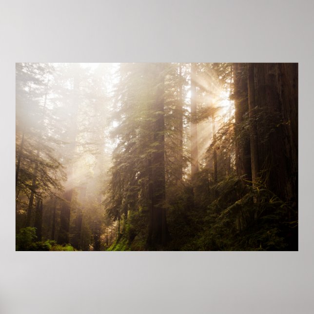Redwood Trees in Morning Fog with Sunrays Poster (Front)