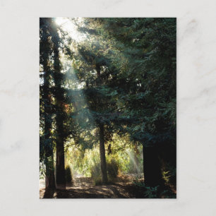 Redwood Trees In The Morning Postcard