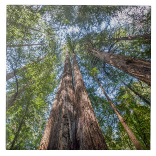 Redwood Trees Marin County, California Ceramic Tile