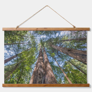 Redwood Trees Marin County, California Hanging Tapestry