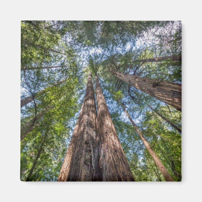 Redwood Trees | Marin County, California Magnet (Front)