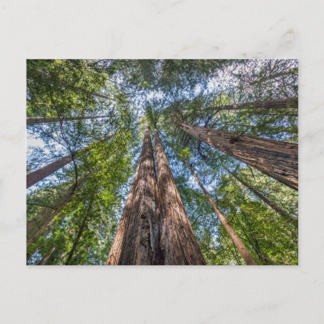 Redwood Trees | Marin County, California Postcard (Front)