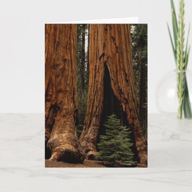 Redwood Trees, Sequoia National Park. Card (Front)