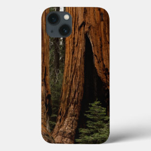 Redwood Trees, Sequoia National Park. iPhone 13 Case