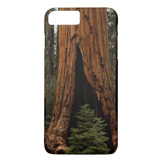 Redwood Trees, Sequoia National Park. Case-Mate iPhone Case (Back)