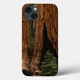 Redwood Trees, Sequoia National Park. iPhone 13 Case