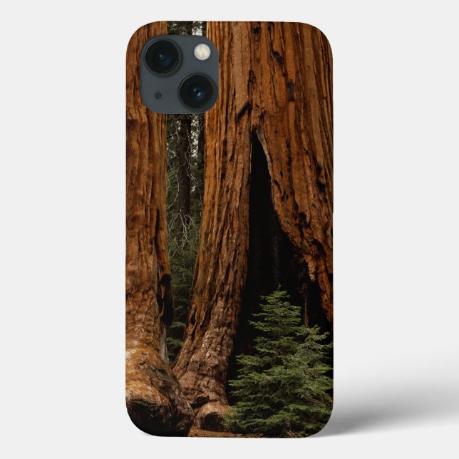 Redwood Trees, Sequoia National Park. Case-Mate iPhone Case (Back)