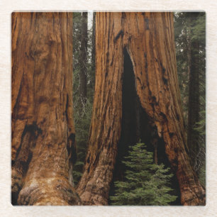 Redwood Trees, Sequoia National Park Glass Coaster