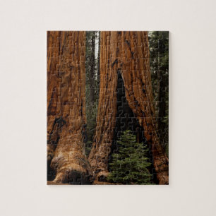 Redwood Trees, Sequoia National Park. Jigsaw Puzzle