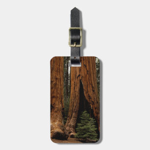 Redwood Trees, Sequoia National Park. Luggage Tag