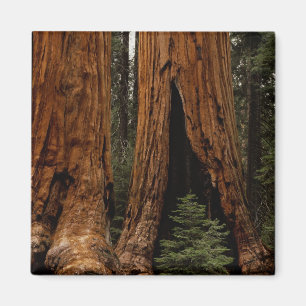 Redwood Trees, Sequoia National Park. Magnet