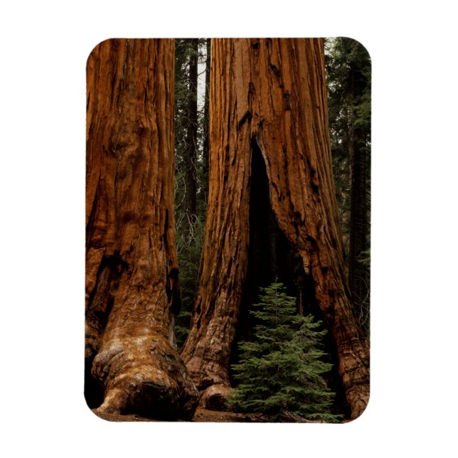 Redwood Trees, Sequoia National Park. Magnet (Vertical)