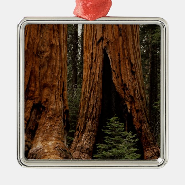 Redwood Trees, Sequoia National Park. Metal Ornament (Front)