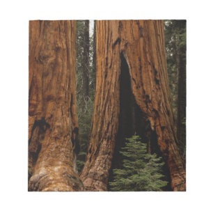 Redwood Trees, Sequoia National Park. Notepad