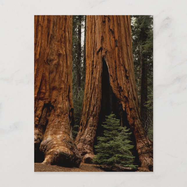 Redwood Trees, Sequoia National Park. Postcard (Front)