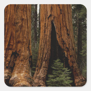 Redwood Trees, Sequoia National Park. Square Sticker