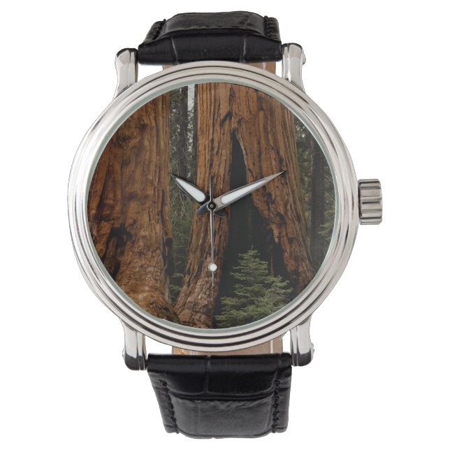 Redwood Trees, Sequoia National Park. Watch (Front)