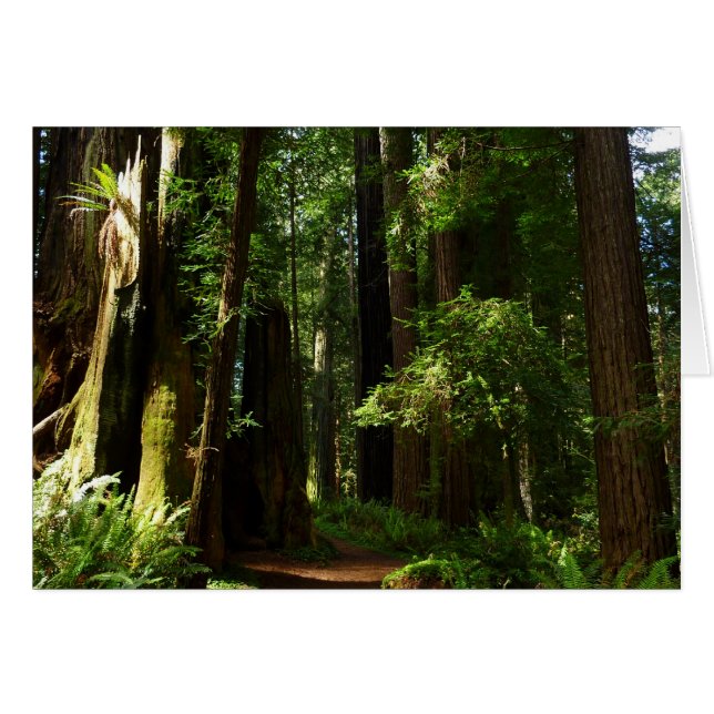 Redwoods and Ferns at Redwood National Park (Front Horizontal)