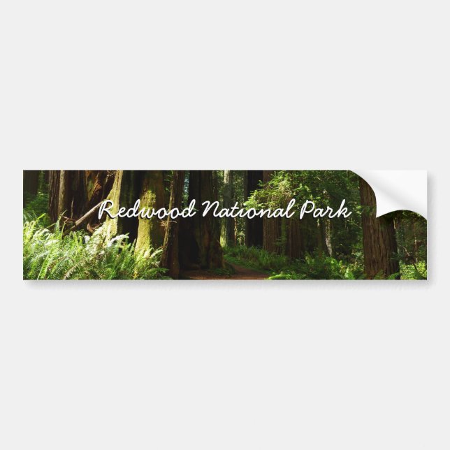Redwoods and Ferns at Redwood National Park Bumper Sticker (Front)