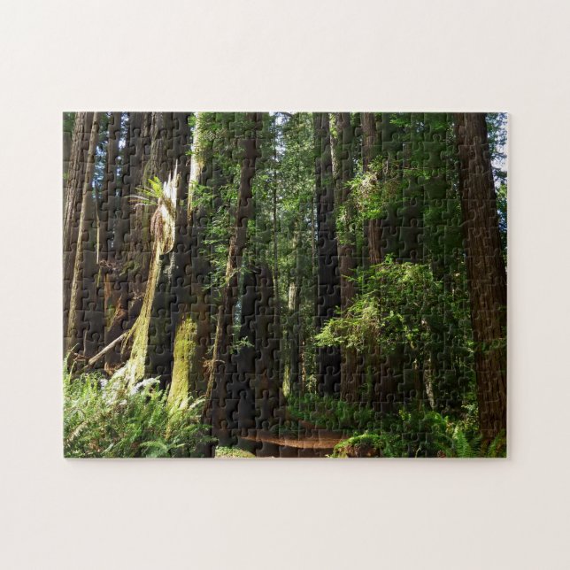 Redwoods and Ferns at Redwood National Park Jigsaw Puzzle (Horizontal)