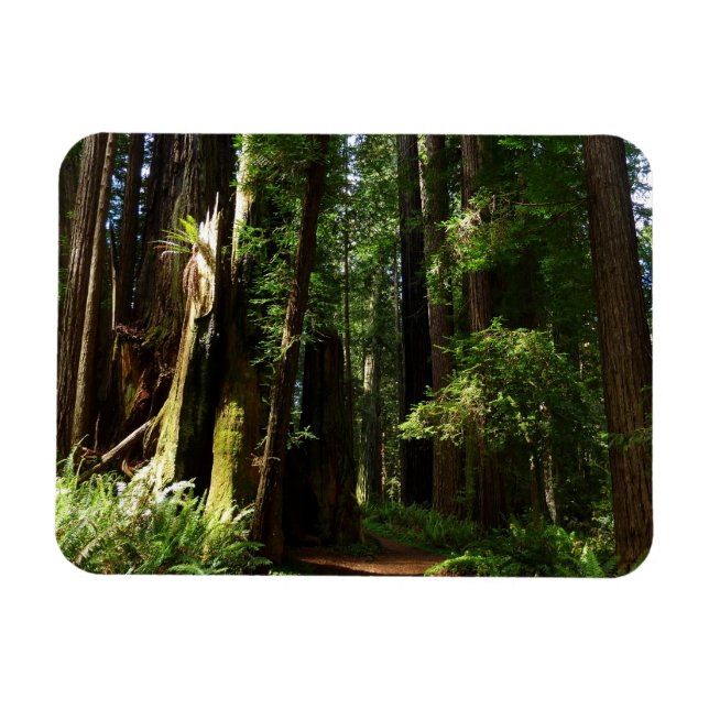Redwoods and Ferns at Redwood National Park Magnet (Horizontal)