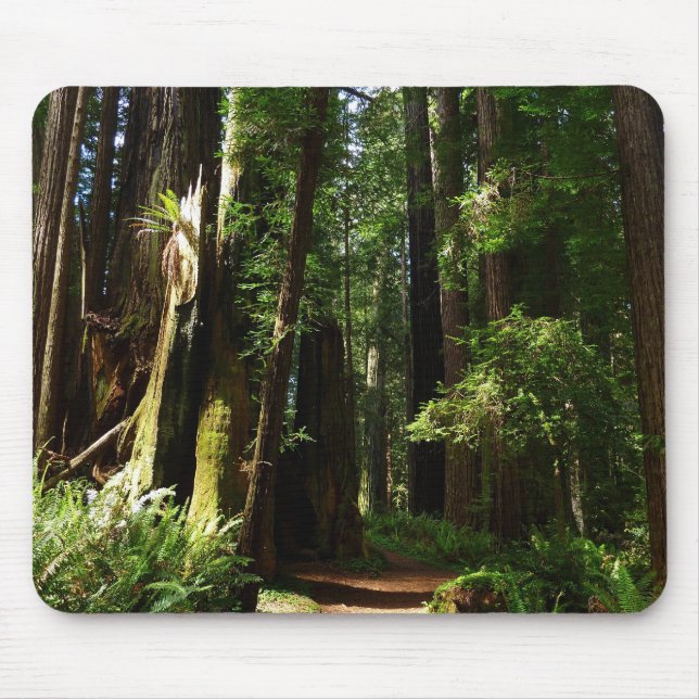 Redwoods and Ferns at Redwood National Park Mouse Pad (Front)