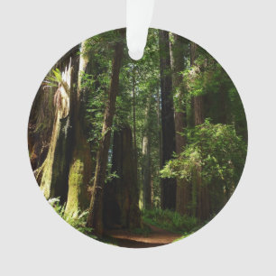 Redwoods and Ferns at Redwood National Park Ornament