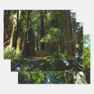Redwoods and Ferns at Redwood National Park Wrapping Paper Sheet