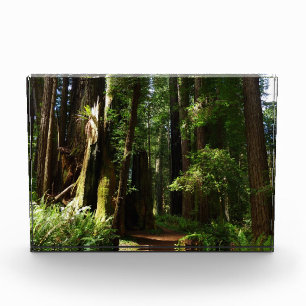 Redwoods and Ferns Photo Block