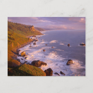 Redwoods coastline, California Postcard