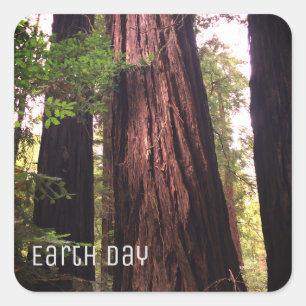 Redwoods Earth Day Square Sticker