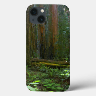 Redwoods In Muir Woods National Park iPhone 13 Case